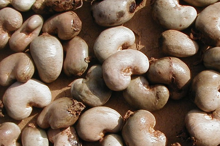 Unshelled cashew nuts